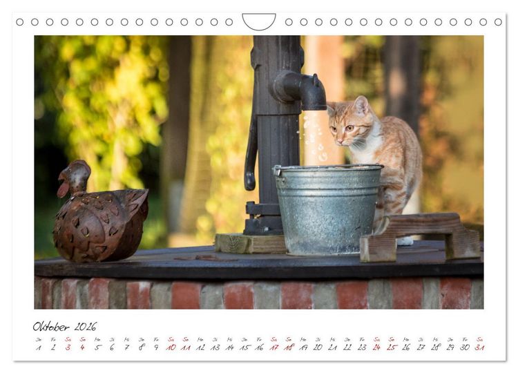 Produktbild: Zauberhafte rote K&auml;tzchen (Wandkalender 2026 DIN A4 quer), CALVENDO Monatskalender
