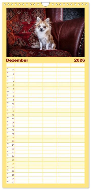 Produktbild: Familienplaner 2026 - Chihuahuas - Cool and Cute mit 5 Spalten (Wandkalender, 21 x 45 cm) CALVENDO