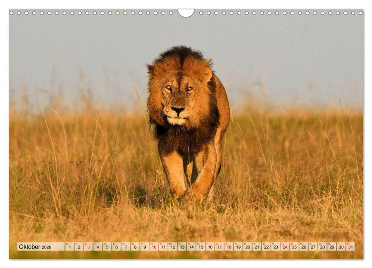 Produktbild: Faszination Afrika: L&ouml;wen (Wandkalender 2026 DIN A3 quer), CALVENDO Monatskalender