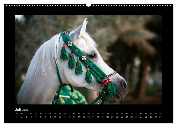 Produktbild: Vollblutaraber (hochwertiger Premium Wandkalender 2026 DIN A2 quer), Kunstdruck in Hochglanz