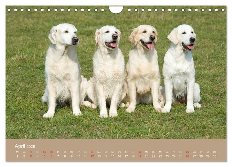 Produktbild: Golden Retriever (Wandkalender 2026 DIN A4 quer), CALVENDO Monatskalender