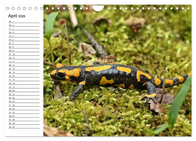 Produktbild: Amphibien und Reptilien (Wandkalender 2026 DIN A4 quer), CALVENDO Monatskalender