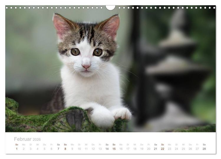 Produktbild: Katzenbabys beobachtet (Wandkalender 2026 DIN A3 quer), CALVENDO Monatskalender