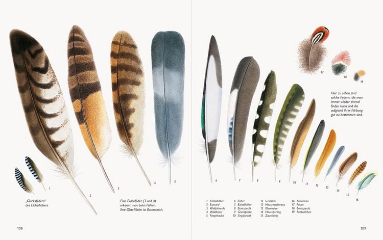 Produktbild: Wawra's Naturbuch &ndash; Unserer Natur auf der Spur, Bd. 1: S&auml;ugetiere, V&ouml;gel, Reptilien, Amphibien