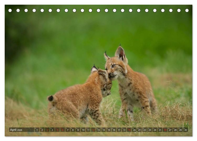 Produktbild: Der Luchs - Dem Pinselohr auf der Spur (Tischkalender 2026 DIN A5 quer), CALVENDO Monatskalender