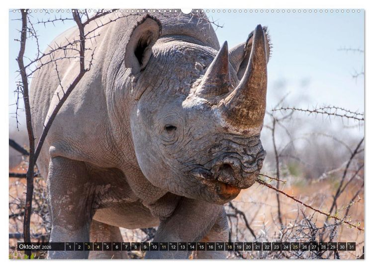 Produktbild: Zwischen Namib und Kalahari (hochwertiger Premium Wandkalender 2026 DIN A2 quer), Kunstdruck in Hochglanz