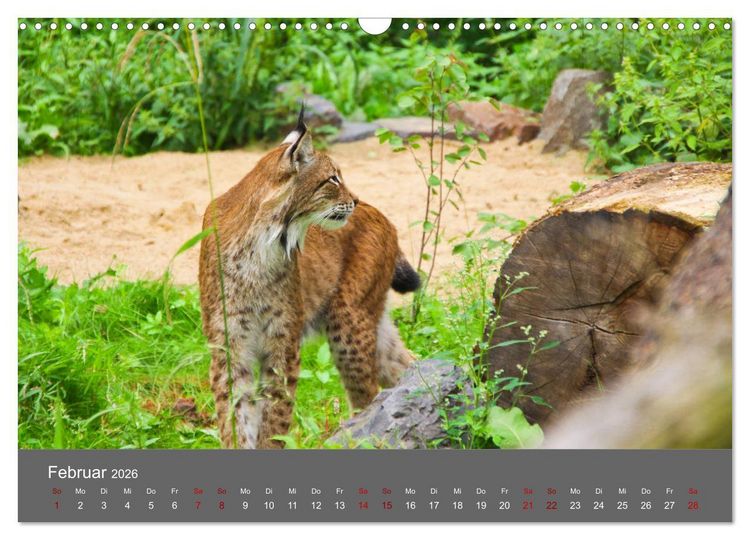 Produktbild: Der Luchs - Hochbeinig, Pinselohren, Backenbart (Wandkalender 2026 DIN A3 quer), CALVENDO Monatskalender