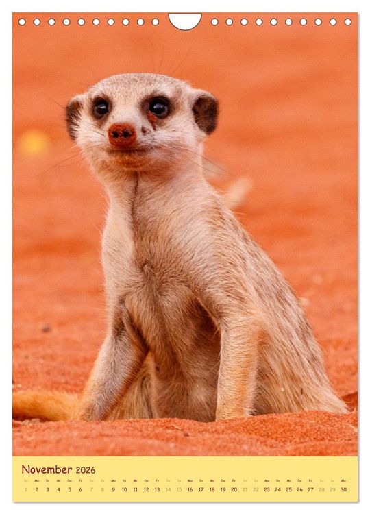 Produktbild: Erdm&auml;nnchen - Eine Kolonie in der Kalahari (Wandkalender 2026 DIN A4 hoch), CALVENDO Monatskalender