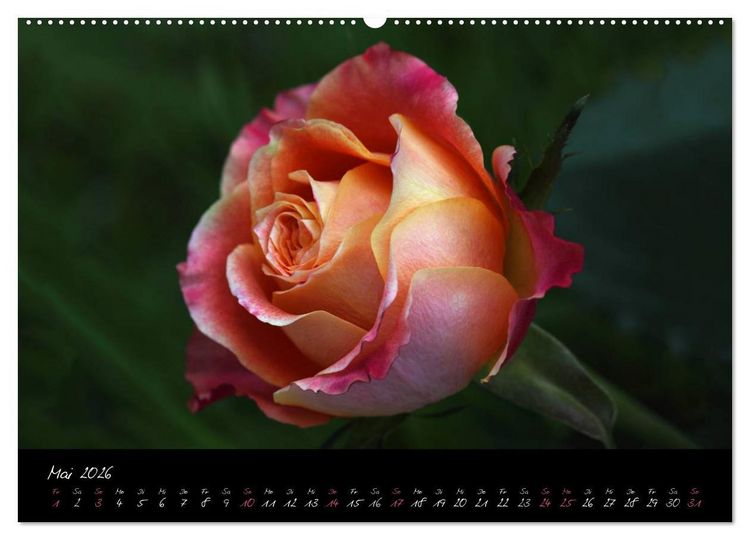 Produktbild: Rosen Romanze - Visuelle Musik (hochwertiger Premium Wandkalender 2026 DIN A2 quer), Kunstdruck in Hochglanz