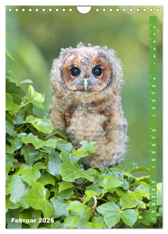 Produktbild: Eulen: In die Augen geschaut (Wandkalender 2026 DIN A4 hoch), CALVENDO Monatskalender
