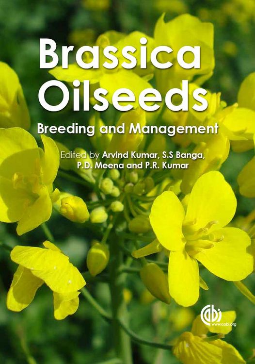 Produktbild: Brassica Oilseeds