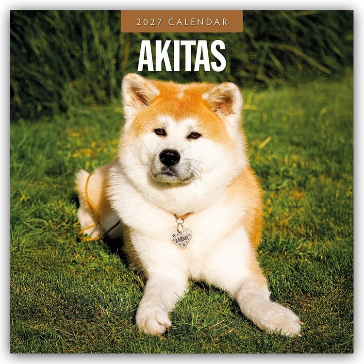 Produktbild: Akitas &ndash; Akita 2027 &ndash; 16-Monatskalender