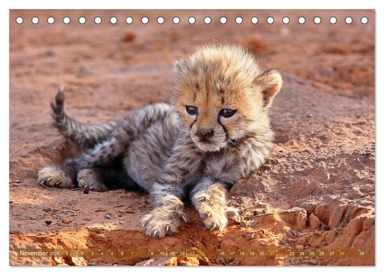 Produktbild: Geparden - Begegnungen in Afrika (Tischkalender 2026 DIN A5 quer), CALVENDO Monatskalender