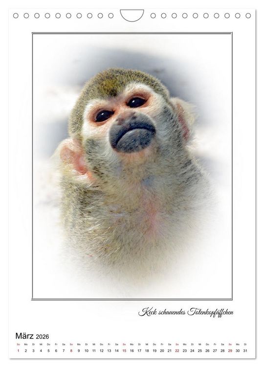 Produktbild: Affenblicke (Wandkalender 2026 DIN A4 hoch), CALVENDO Monatskalender