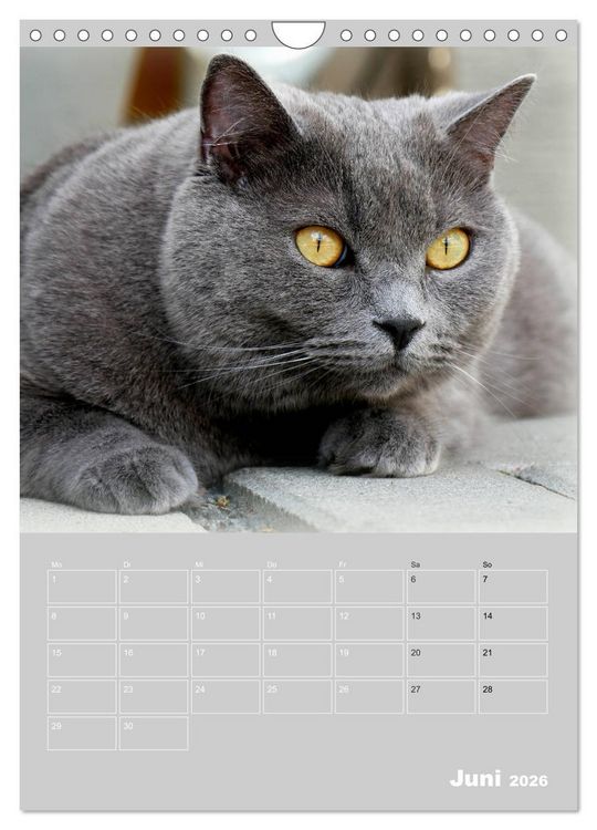 Produktbild: Graue Engel - Britischkurzhaar-Katzen (Wandkalender 2026 DIN A4 hoch), CALVENDO Monatskalender