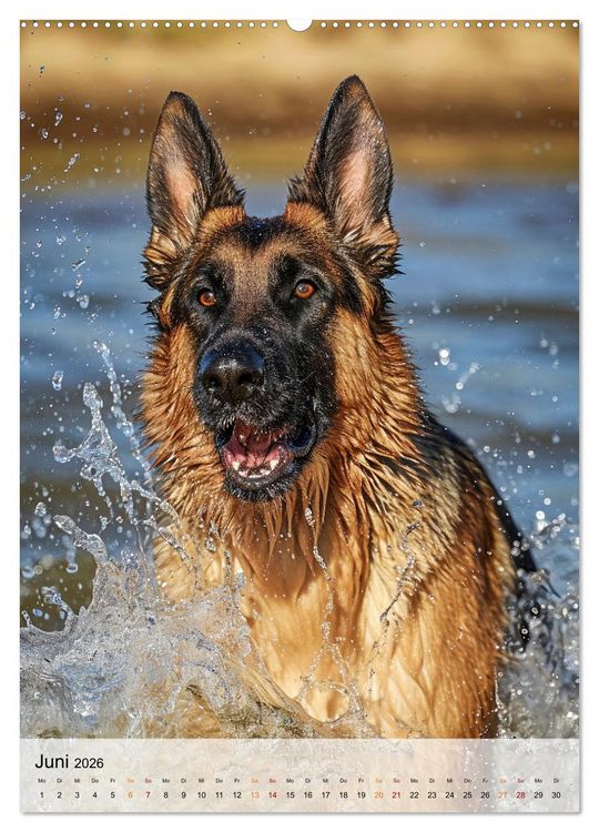Produktbild: Deutscher Sch&auml;ferhund - mutig und zuverl&auml;ssig (hochwertiger Premium Wandkalender 2026 DIN A2 hoch), Kunstdruck in Hochglanz