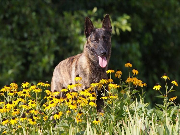 Produktbild: CALVENDO Puzzle Ein Motiv aus dem Kalender Holl&auml;ndischer Sch&auml;ferhund | 1000 Teile Lege-Gr&ouml;&szlig;e 64x48cm Foto-Puzzle f&uuml;r gl&uuml;ckliche Stunden