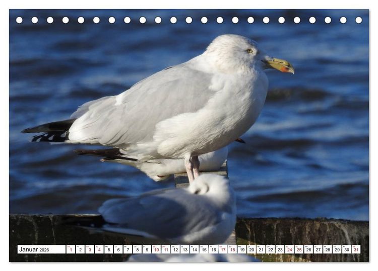 Produktbild: Vogelkalender (Tischkalender 2026 DIN A5 quer), CALVENDO Monatskalender