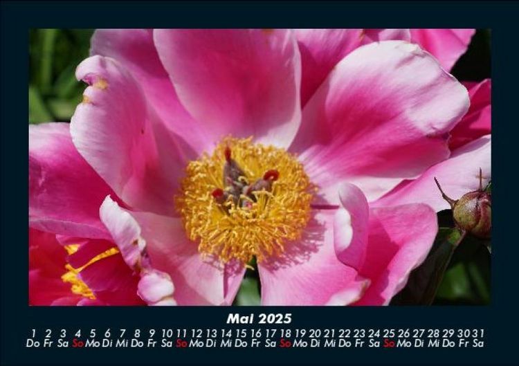 Produktbild: Rosen-Kalender 2025 Fotokalender DIN A5