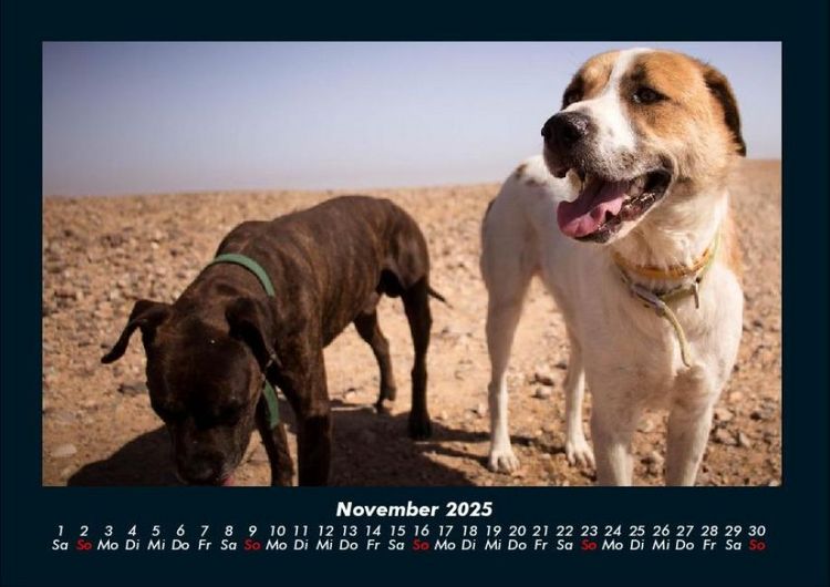 Produktbild: Hundezauber 2025 Fotokalender DIN A4