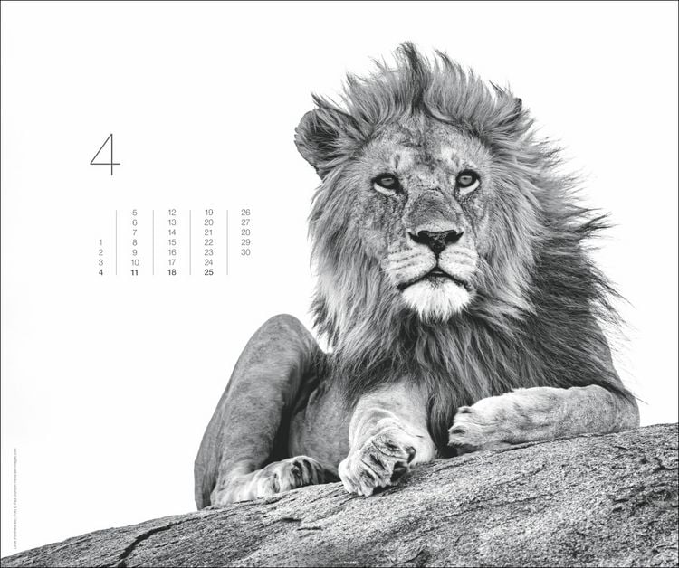 Produktbild: Black & White Animals 2027