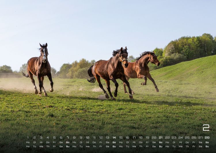 Produktbild: Pferdegefl&uuml;ster - Der Pferdekalender - 2027 - Kalender DIN A2
