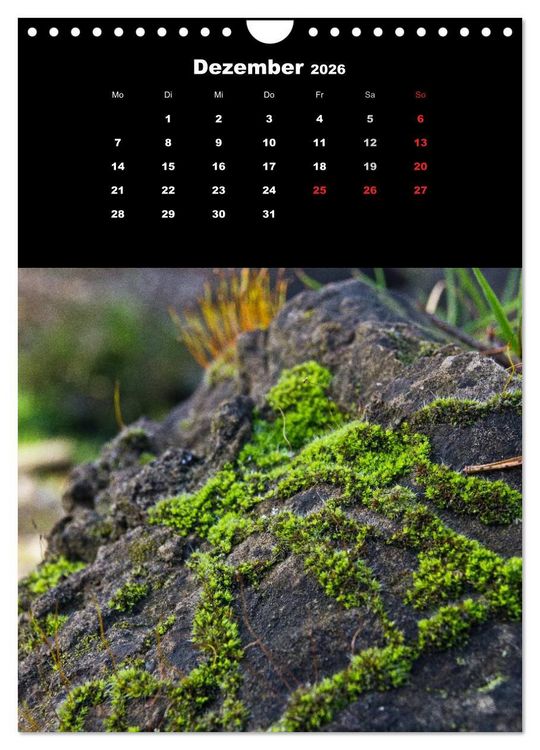 Produktbild: Die Welt der Moose. Ein Blick nach unten (Wandkalender 2026 DIN A4 hoch), CALVENDO Monatskalender