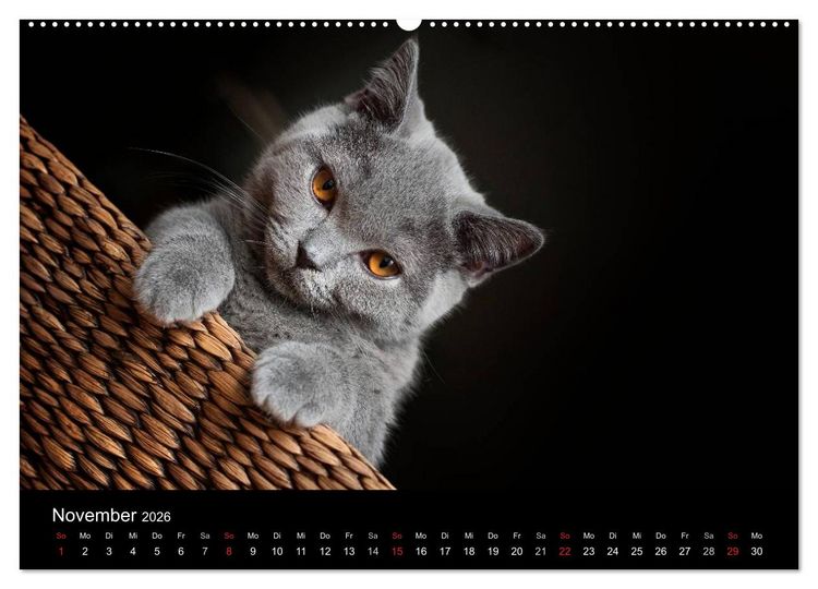 Produktbild: B&auml;rige Schmusetiger - Britisch Kurzhaar / CH-Version (hochwertiger Premium Wandkalender 2026 DIN A2 quer), Kunstdruck in Hochglanz