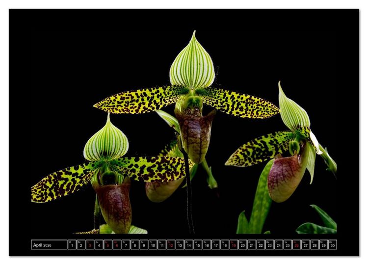 Produktbild: Frauenschuhe - die sch&ouml;nsten Orchideen der Welt (Wandkalender 2026 DIN A4 quer), CALVENDO Monatskalender