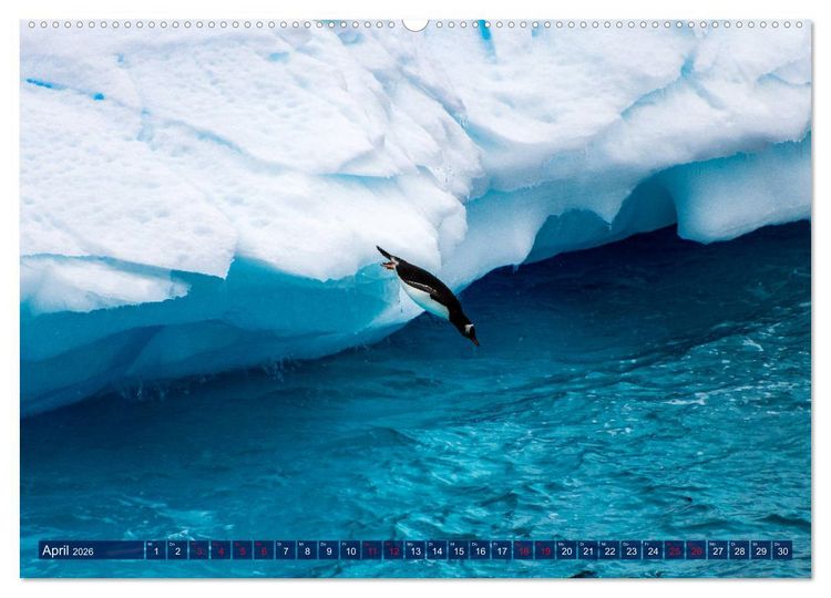 Produktbild: Antarktis Gletscher, Robben, Pinguine (hochwertiger Premium Wandkalender 2026 DIN A2 quer), Kunstdruck in Hochglanz
