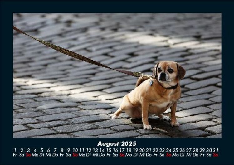Produktbild: Der Tierkalender 2025 Fotokalender DIN A5