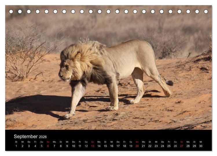 Produktbild: L&ouml;wen - K&ouml;nige der Tiere (Tischkalender 2026 DIN A5 quer), CALVENDO Monatskalender