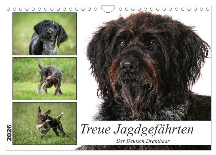 Produktbild: Treue Jagdgef&auml;hrten - Der Deutsch Drahthaar (Wandkalender 2026 DIN A4 quer), CALVENDO Monatskalender