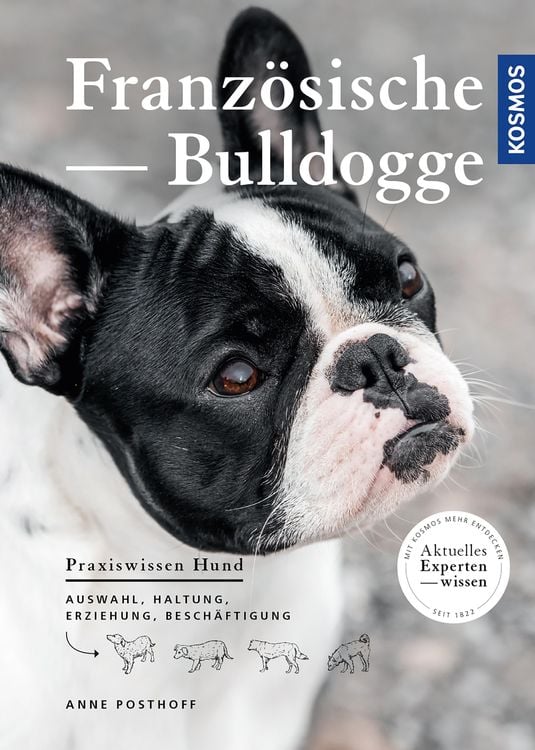 Produktbild: Französische Bulldogge