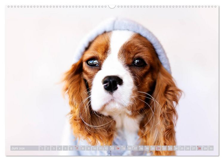 Produktbild: Der Welpenkalender - Cavalier King Charles Spaniel (hochwertiger Premium Wandkalender 2026 DIN A2 quer), Kunstdruck in Hochglanz