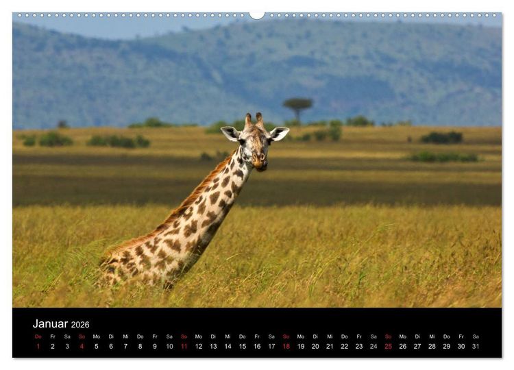 Produktbild: GIRAFFEN - Liebliche Riesen der afrikanischen Savanne (Wandkalender 2026 DIN A2 quer), CALVENDO Monatskalender