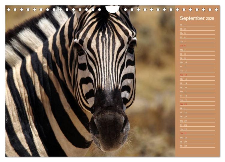 Produktbild: Afrika - Faszinierende Tierwelt (Wandkalender 2026 DIN A4 quer), CALVENDO Monatskalender