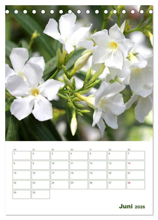 Produktbild: Wei&szlig;e Bl&uuml;ten im Gr&uuml;nen (Tischkalender 2026 DIN A5 hoch), CALVENDO Monatskalender