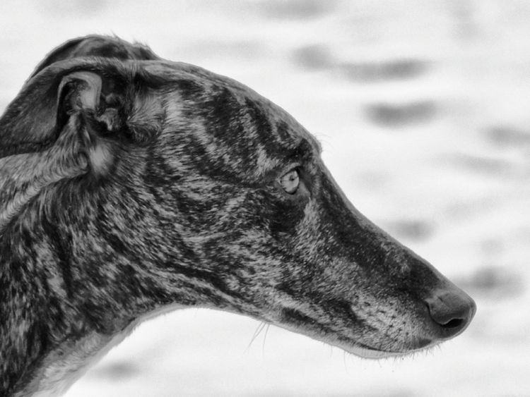 Produktbild: CALVENDO Puzzle Windhund Profil 1000 Teile Lege-Gr&ouml;&szlig;e 64 x 48 cm Foto-Puzzle Bild von kattobello