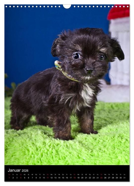 Produktbild: Chihuahua Welpen (Wandkalender 2026 DIN A3 hoch), CALVENDO Monatskalender
