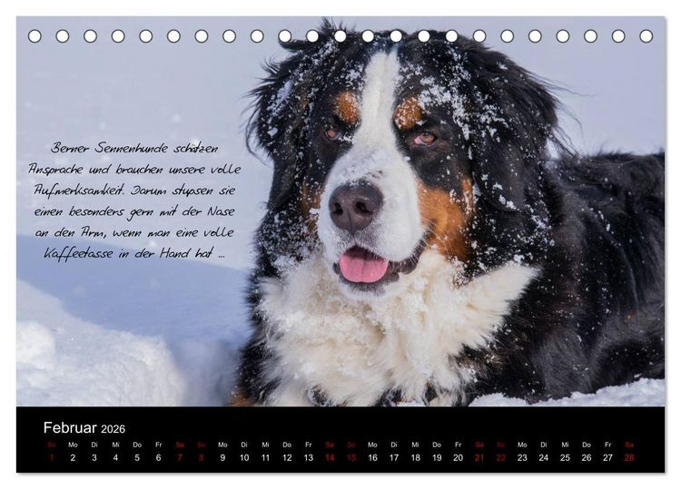 Produktbild: So ist er. Der Berner Sennenhund (Tischkalender 2026 DIN A5 quer), CALVENDO Monatskalender