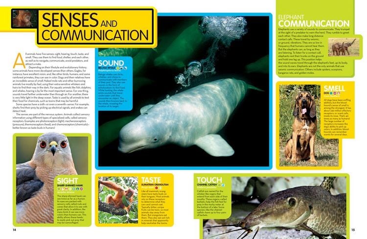 Produktbild: Animal Encyclopedia