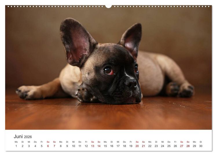 Produktbild: Welpenblicke (hochwertiger Premium Wandkalender 2026 DIN A2 quer), Kunstdruck in Hochglanz