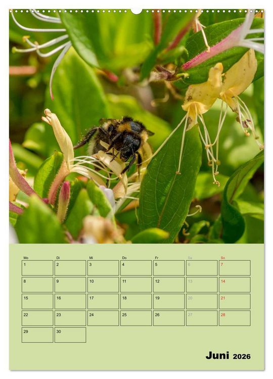 Produktbild: Bienenplaner (Wandkalender 2026 DIN A2 hoch), CALVENDO Monatskalender