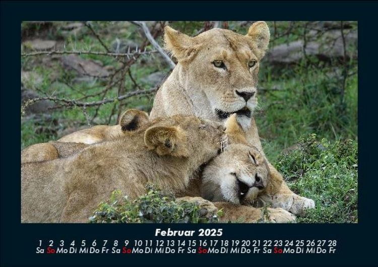 Produktbild: Welt der Tiere 2025 Fotokalender DIN A5