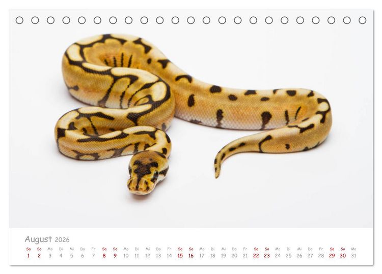 Produktbild: K&ouml;nigspythons - bunte Schlangen (Tischkalender 2026 DIN A5 quer), CALVENDO Monatskalender