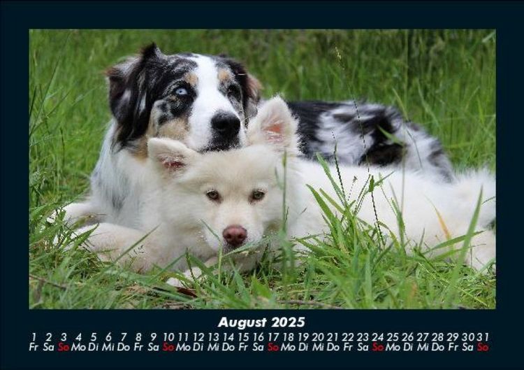 Produktbild: Hunde 2025 Fotokalender DIN A5