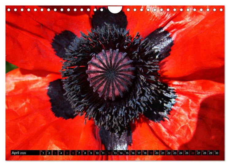 Produktbild: Mohnbl&uuml;ten-Portr&auml;ts (Wandkalender 2026 DIN A4 quer), CALVENDO Monatskalender