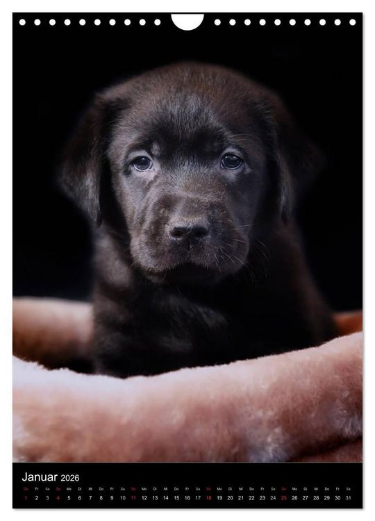 Produktbild: Labrador Welpen (Wandkalender 2026 DIN A4 hoch), CALVENDO Monatskalender