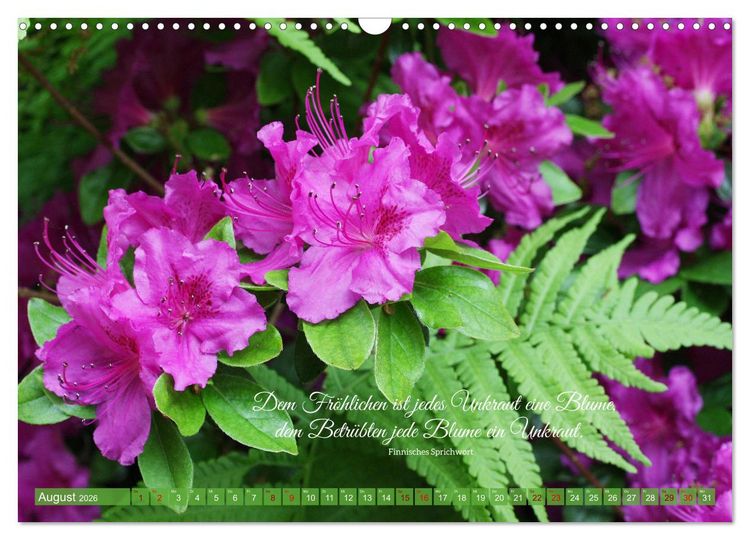Produktbild: Rhododendren und Poesie (Wandkalender 2026 DIN A3 quer), CALVENDO Monatskalender